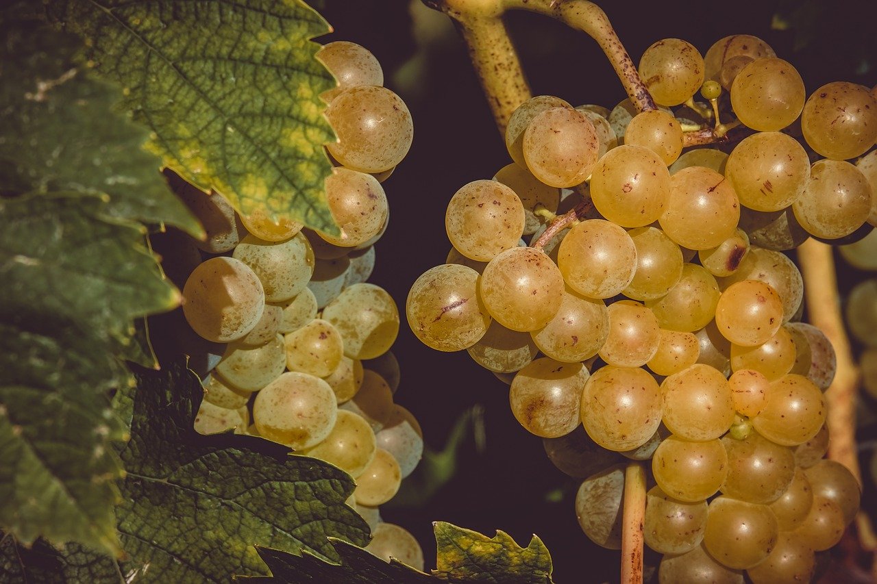 grapes-fruits-food-3638444-1