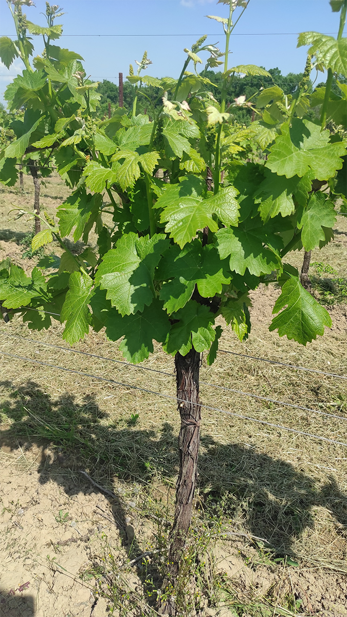 Fioritura