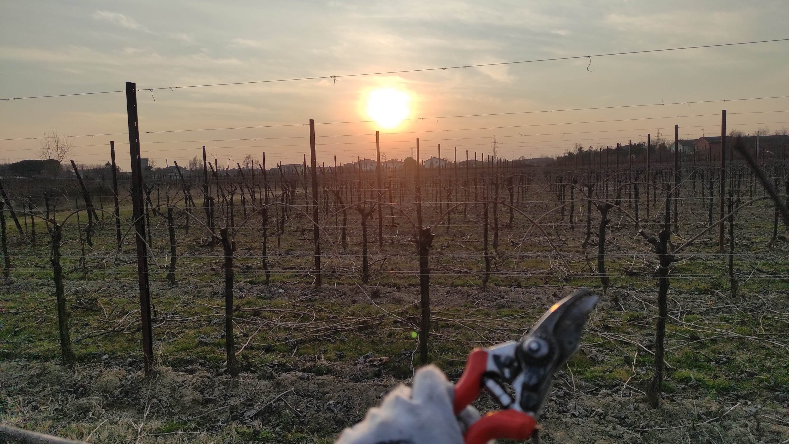 potatura-vite-gennaio-2022