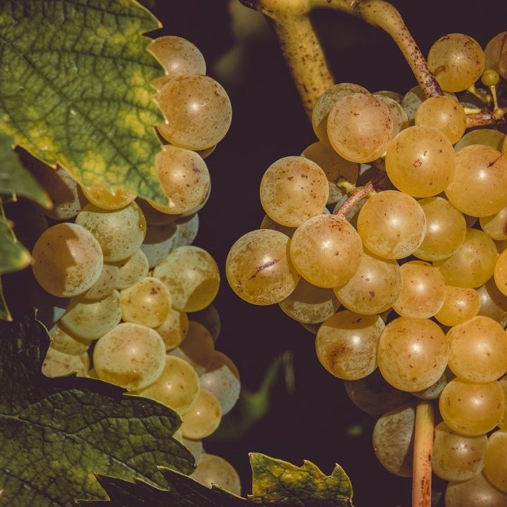 grapes, fruits, food-3638444.jpg